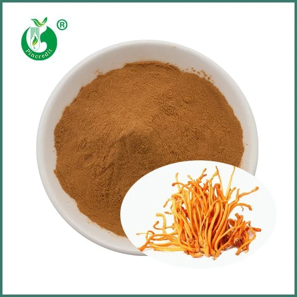 Cordyceps Militaris ekstrakt u prahu